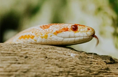 Caring for your Corn Snake