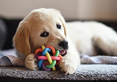 7 Behaviours To Look Out For In A New Puppy