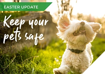 The weekend of chocolate & treats – keeping our pets safe