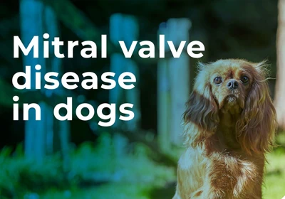 Mitral Valve Disease (MVD) in dogs