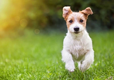 Protect your dog against kennel cough