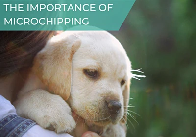 The importance of microchipping your pet