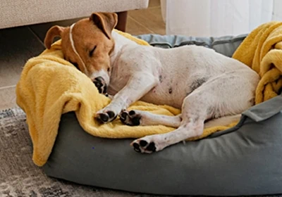 Top tips for keeping your pet warm throughout the winter months