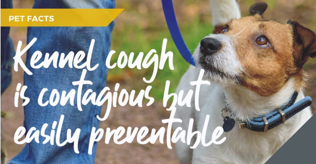 Warwick Vets explain Kennel Cough myths and facts