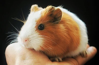 Caring for your Guinea Pig