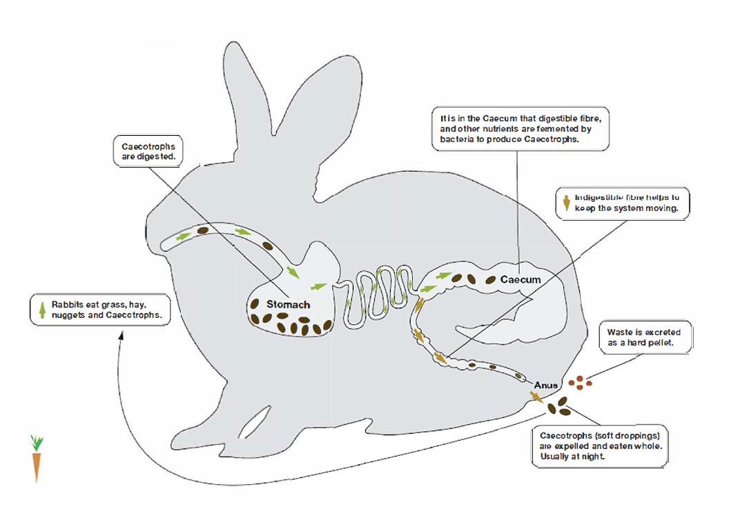 rabbit digestion image