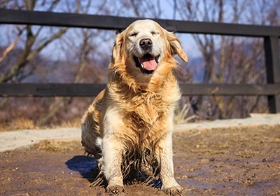 Alabama Rot Awareness