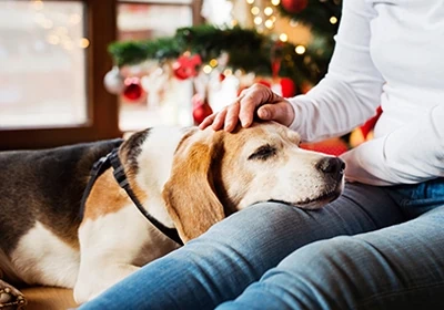 Best products for your senior pet this Christmas