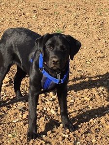 dog-avonvets-warwickshire