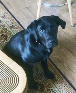 dogs-warwickshire-vets