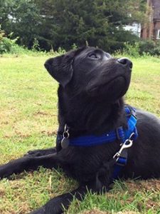 warwiskshire-vets-dgos