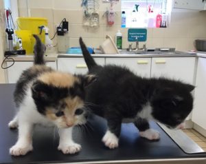 abandoned kittens exploring avonvale veterinary surgery 