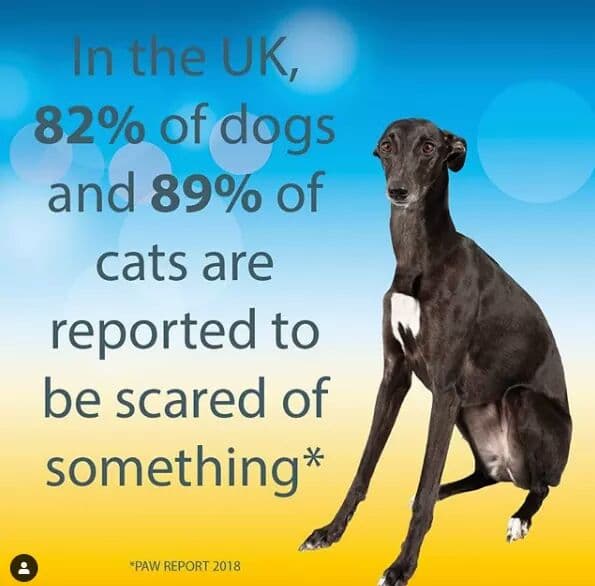 Pet Anxiety Month