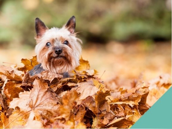 Keep your pet safe this autumn