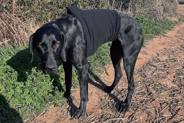 Much loved pointer recovers from horrific chest injury