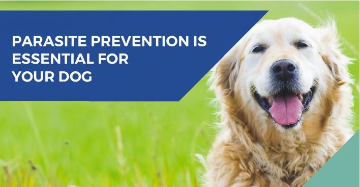 Flea, tick and worm prevention for dogs