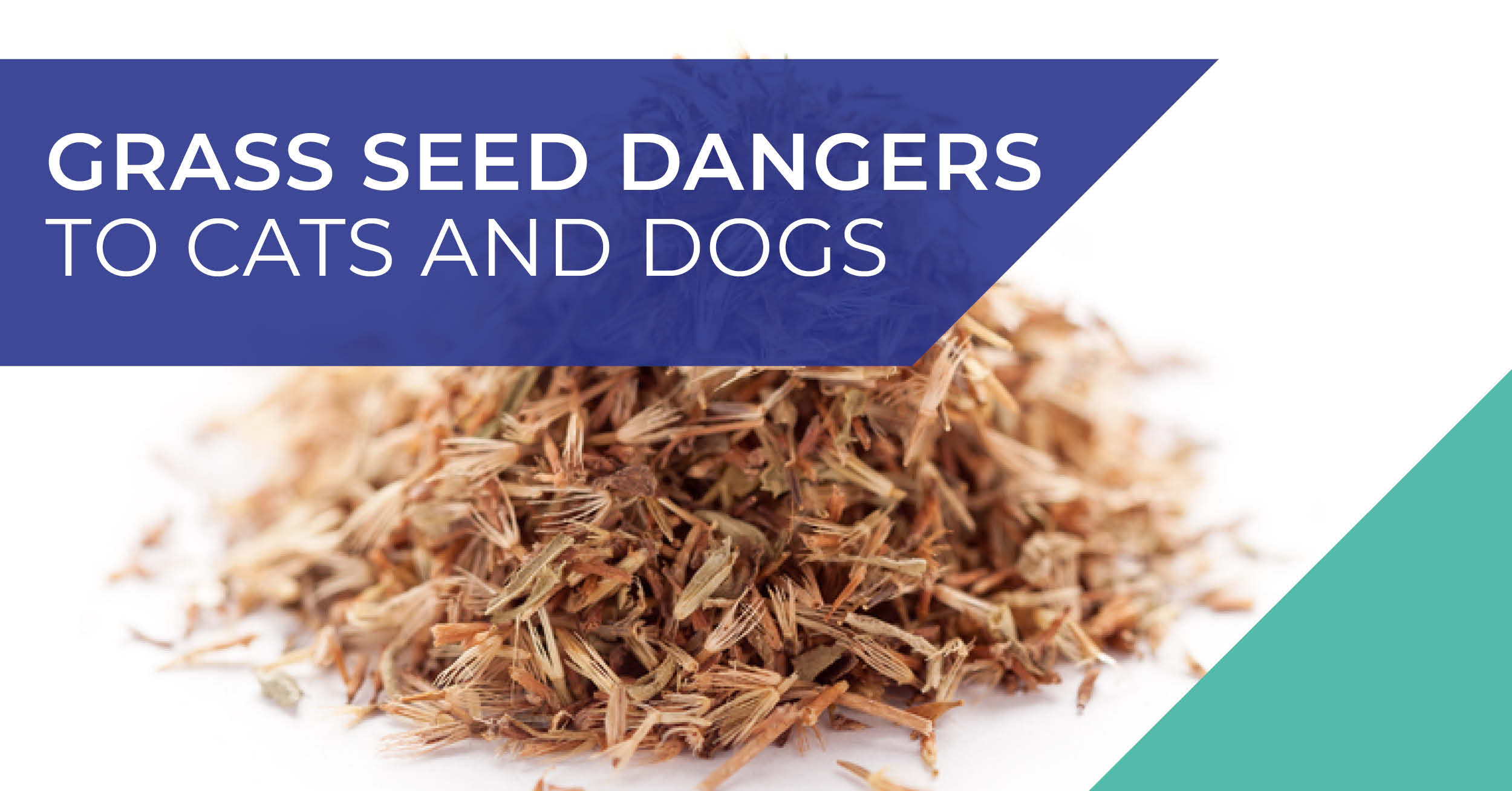 Grass seed dangers to cats and dogs