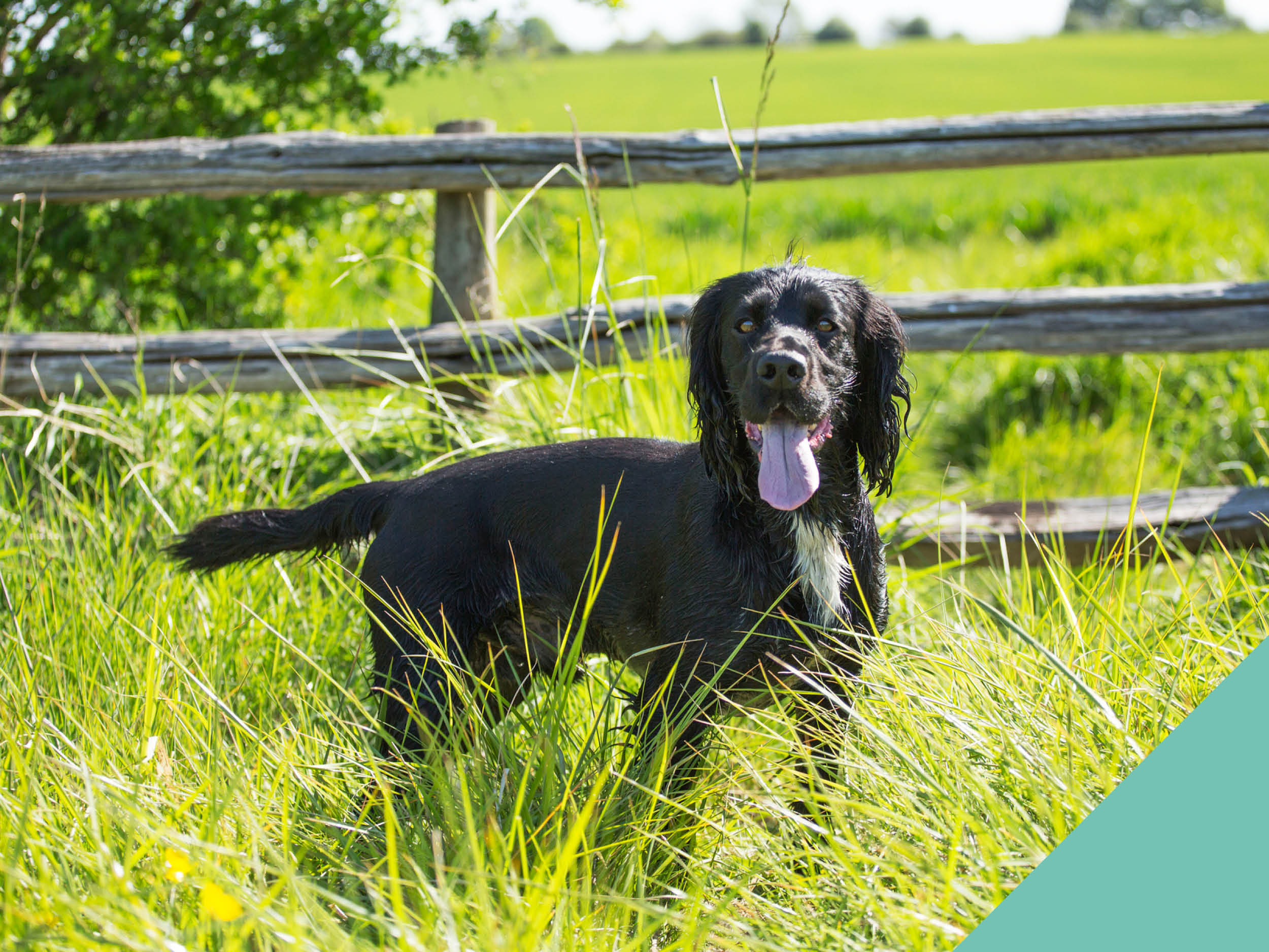 How to tackle ticks during the warmer months