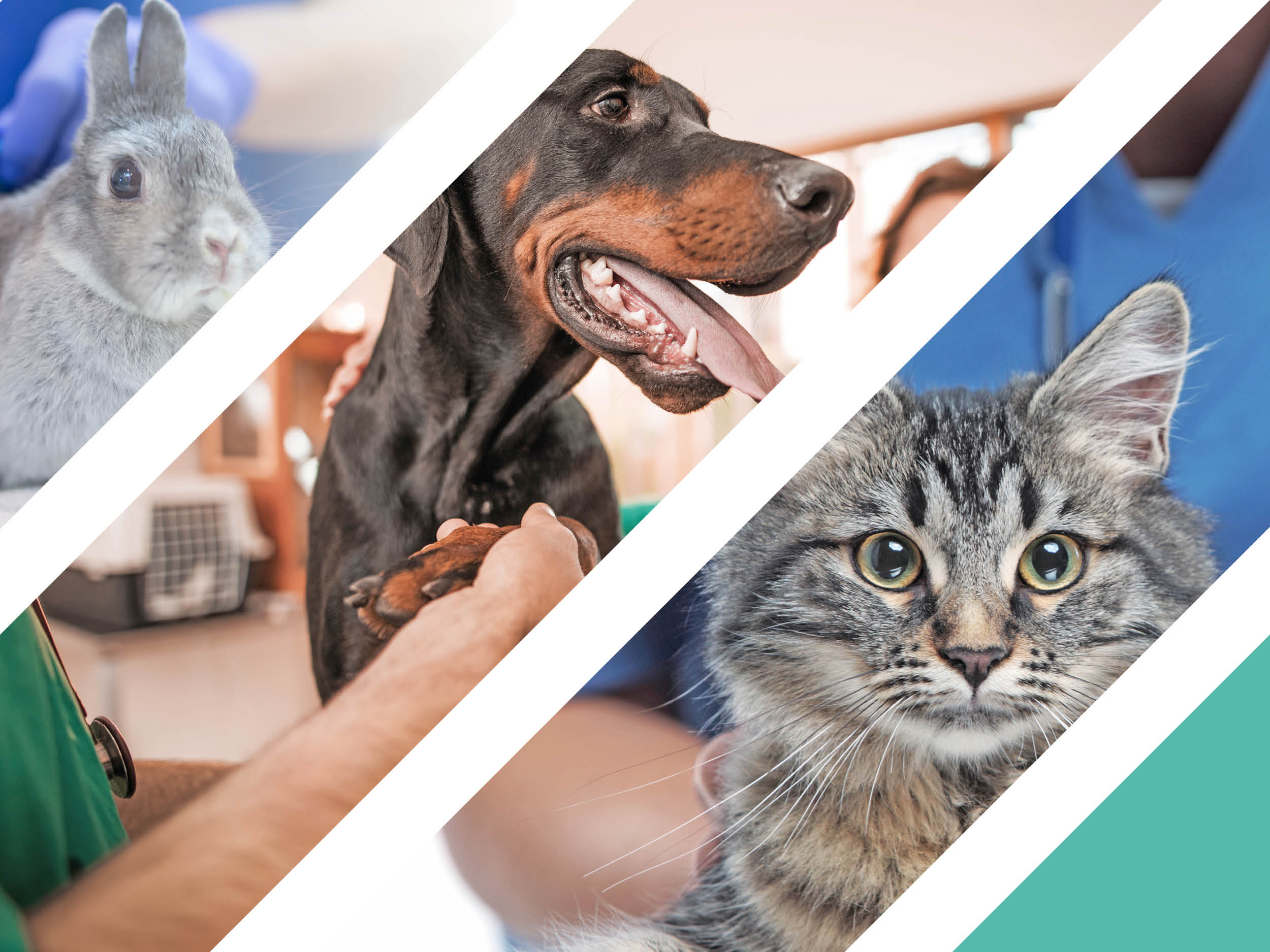 Celebrate our amazing team with us this World Veterinary Day