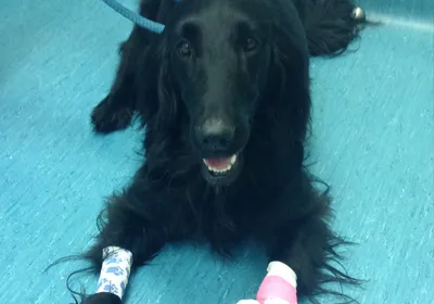 Betsy's sore paw