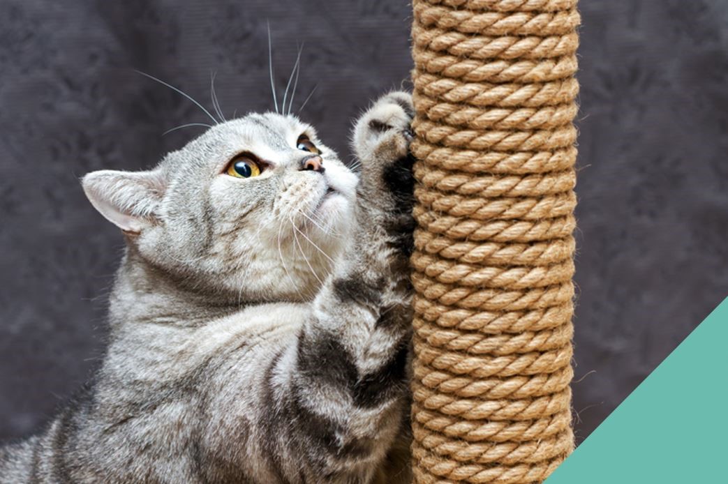 How to choose a scratching post for your cat