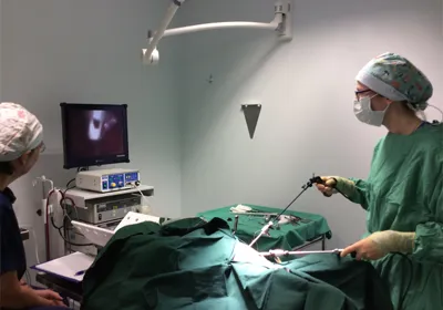Laparoscopic (key-hole) spays