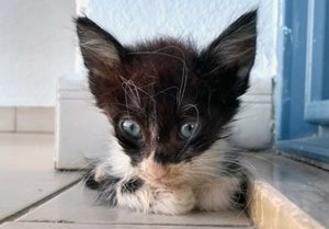 kitten in care of avonvets in cyprus