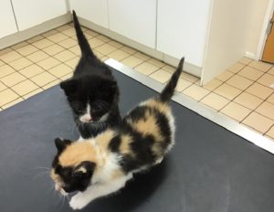avonvale veterinary centres kittens