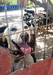 dog in avonvets care in cyprus