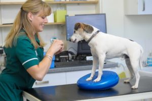 Physiotherapy for Animals