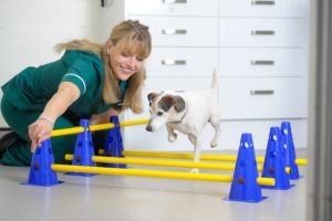 Physiotherapy for Animals