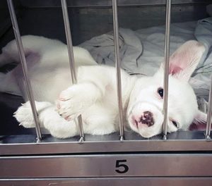  puppy-in-a-shelter