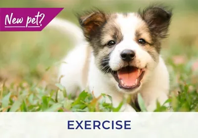 Stratford vets advice on how to exercise puppies & kittens